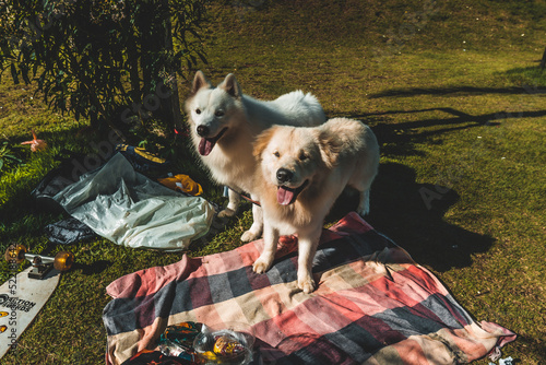 dog