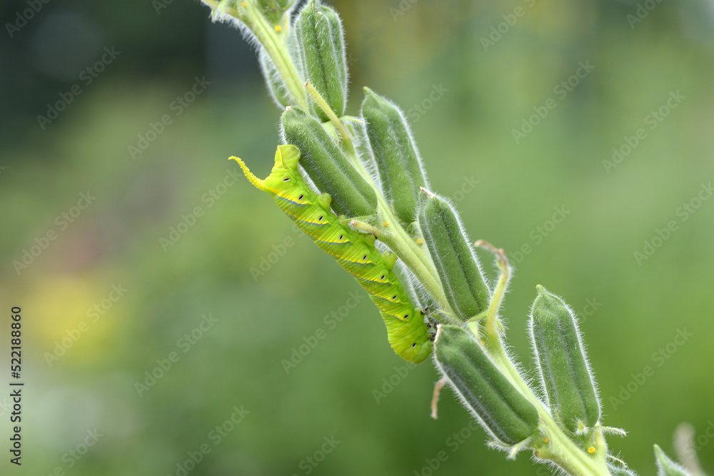 Naklejka premium 白ゴマ