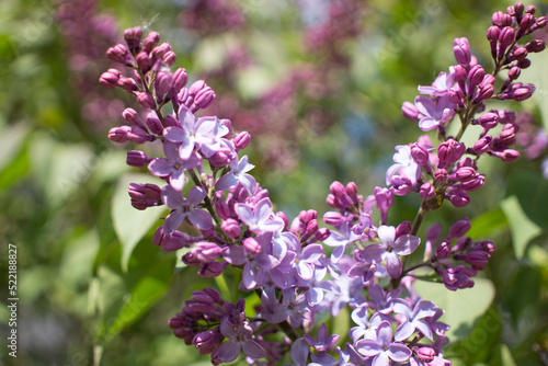Flower background - lilac flowers in spring garden