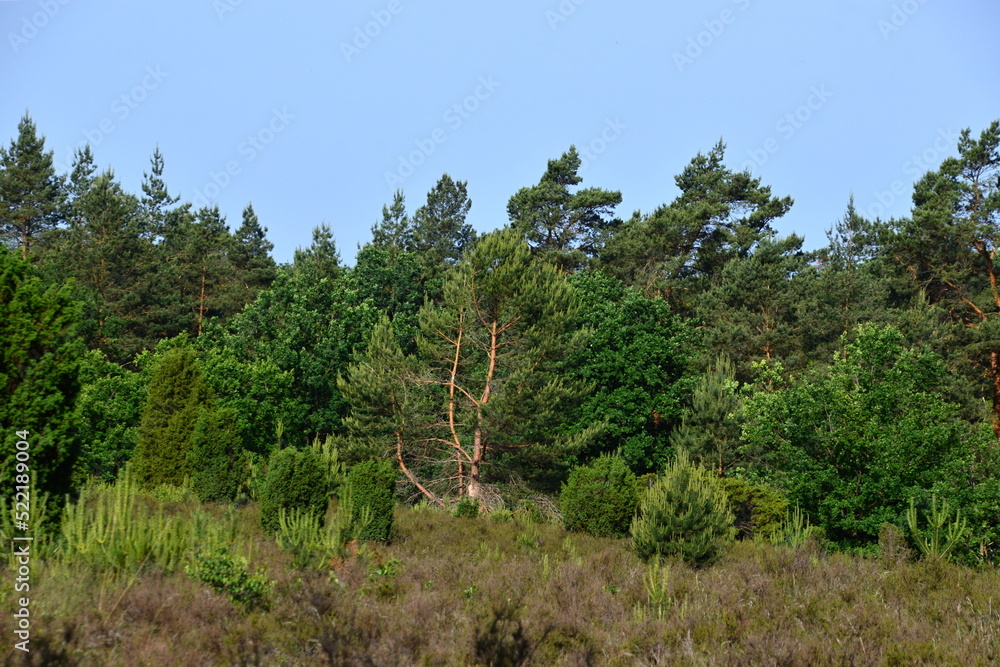 Historical Hill Graves in the Heath Lüneburger Heide near the Village Borg, Lower Saxony