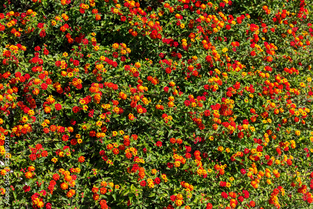 Red flowers on a plant in the park.