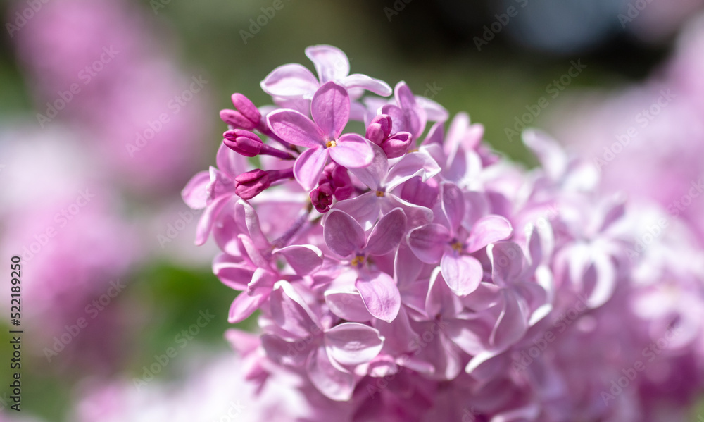 Beautiful lilac flowers in nature.