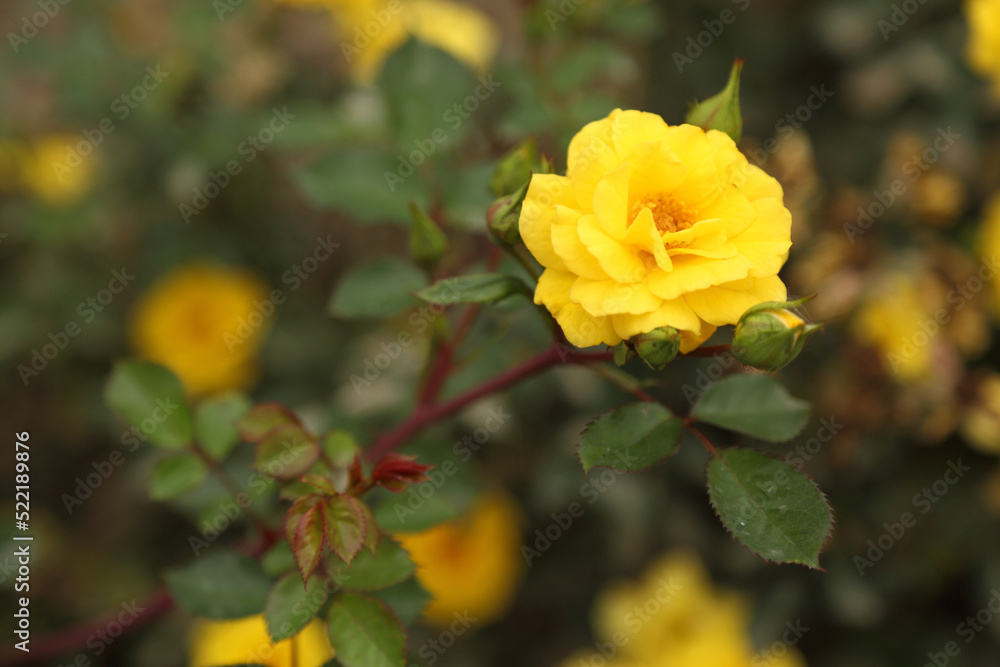 Rose plantation. Growing roses for seedlings. Rose farm. Rose plantation. Growing roses for seedlings. Rose farm.