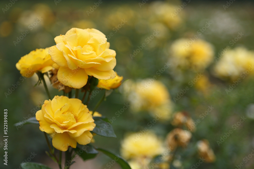Rose plantation. Growing roses for seedlings. Rose farm. Rose plantation. Growing roses for seedlings. Rose farm.