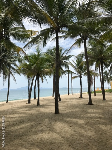 palm trees on the beach © KOCMOC