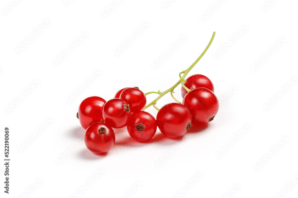 Red currant isolated on white background, clipping path. A branch of red currant.