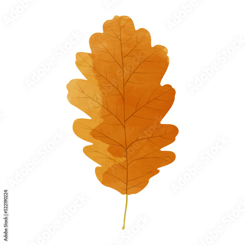 Vector watercolor illustration of an autumn oak leaf isolated on background.