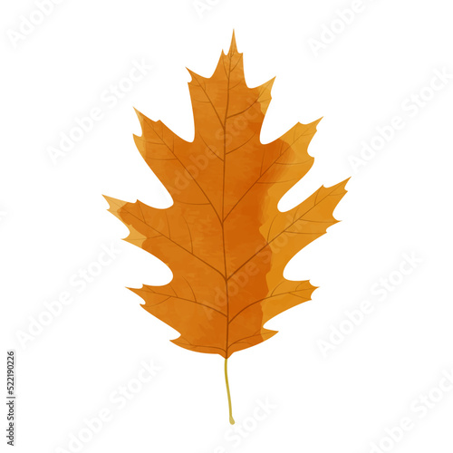 Vector watercolor illustration of an autumn red oak leaf isolated on background.
