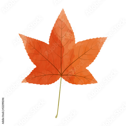 Vector watercolor illustration of an autumn sweet gum tree leaf isolated on background.