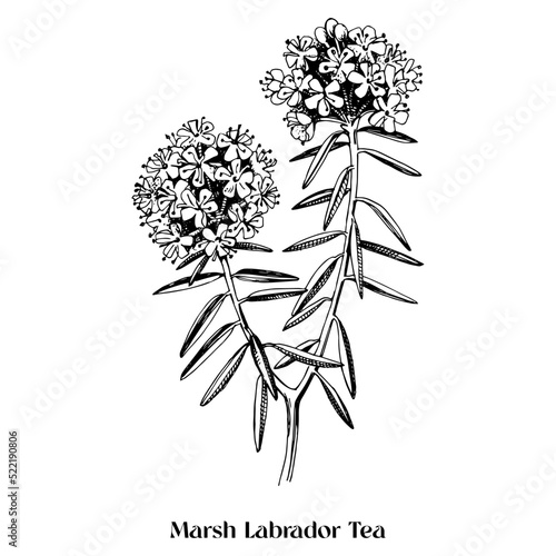 Marsh Labrador Tea isolated on a white background.