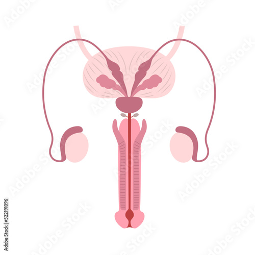 Diagram of the anatomy of male reproductive organs on white background