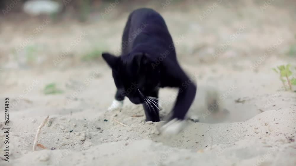 Black Cat Digs Sand On Beach. Domestic Animal Everyday Routine. Pooping Cat. Animal Shit Defecating. Black Cat Pooping On Sand Black Cat Digs Sand On Beach. Domestic Animal Everyday Routine. Pooping Cat. Animal Shit Defecating. Black Cat Pooping On Sand