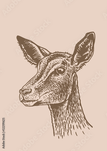 Vector portrait of fallow deer on sepia background, forest animal feline vintage illustration