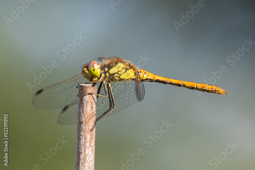 Dragonfly on a branch © TATIANA