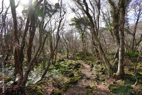 autumn forest with path