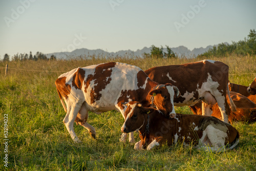 Cows grazing in a meadow against a backdrop of mountains during sunset