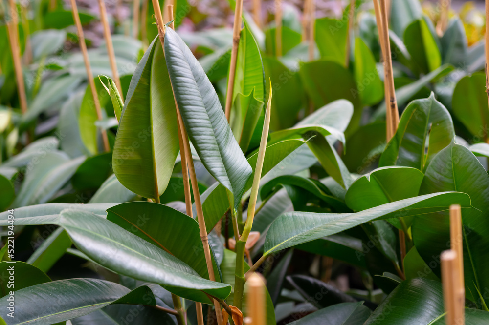 Ficus elastica plant(rubber tree) with white background. Rubber fig's