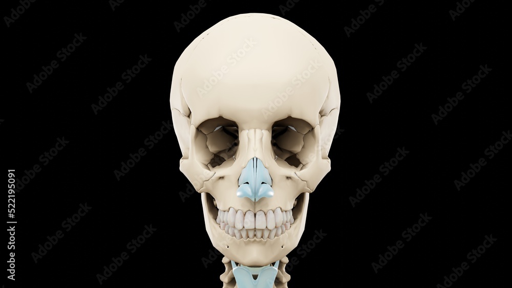 3d rendered medically accurate illustration of a human skull. Copy of space. Isolated on black background. 3d rendered medically accurate illustration of a human skull. Copy of space. Isolated on black background.