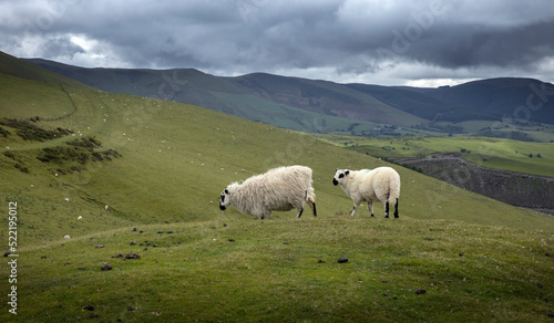 sheep, hills and meadows, vistas, aberystwyth, ceredigion, wales, england, uk, great brittain, 
