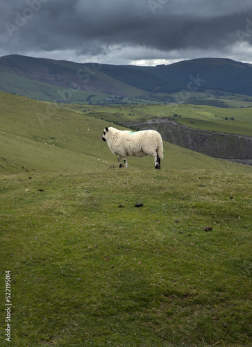 sheep, hills and meadows, vistas, aberystwyth, ceredigion, wales, england, uk, great brittain,  © A