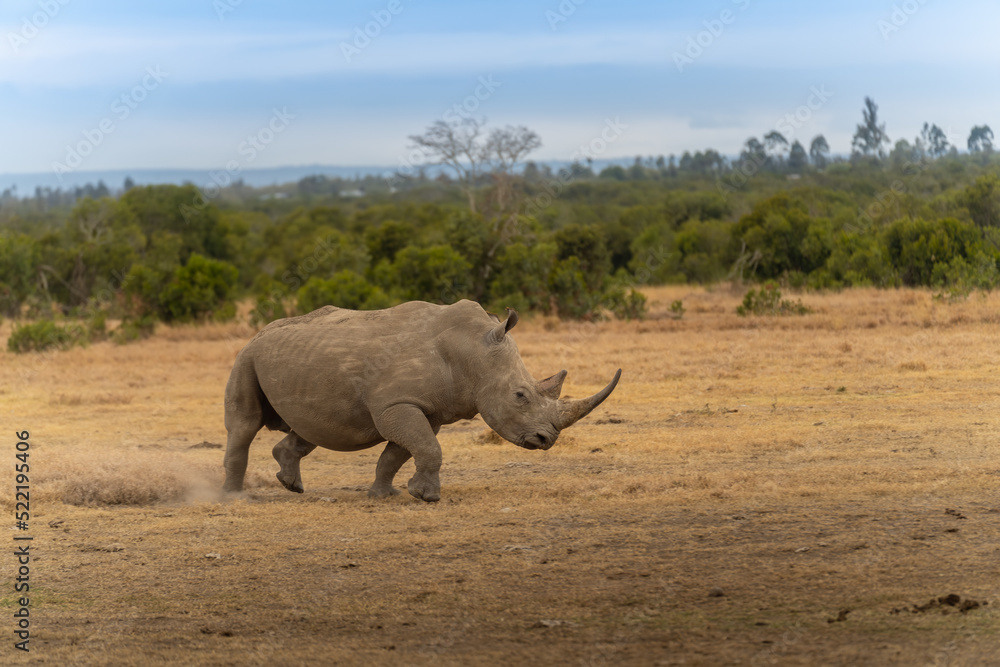 Naklejka premium White Rhinoceros Ceratotherium simum Square-lipped Rhinoceros at Khama Rhino Sanctuary Kenya Africa.