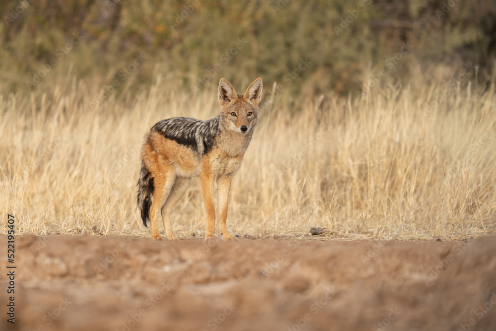 A jackal searching for prey in the grasslands of the Kalahari Desert in Namibia. A jackal searching for prey in the grasslands of the Kalahari Desert in Namibia.