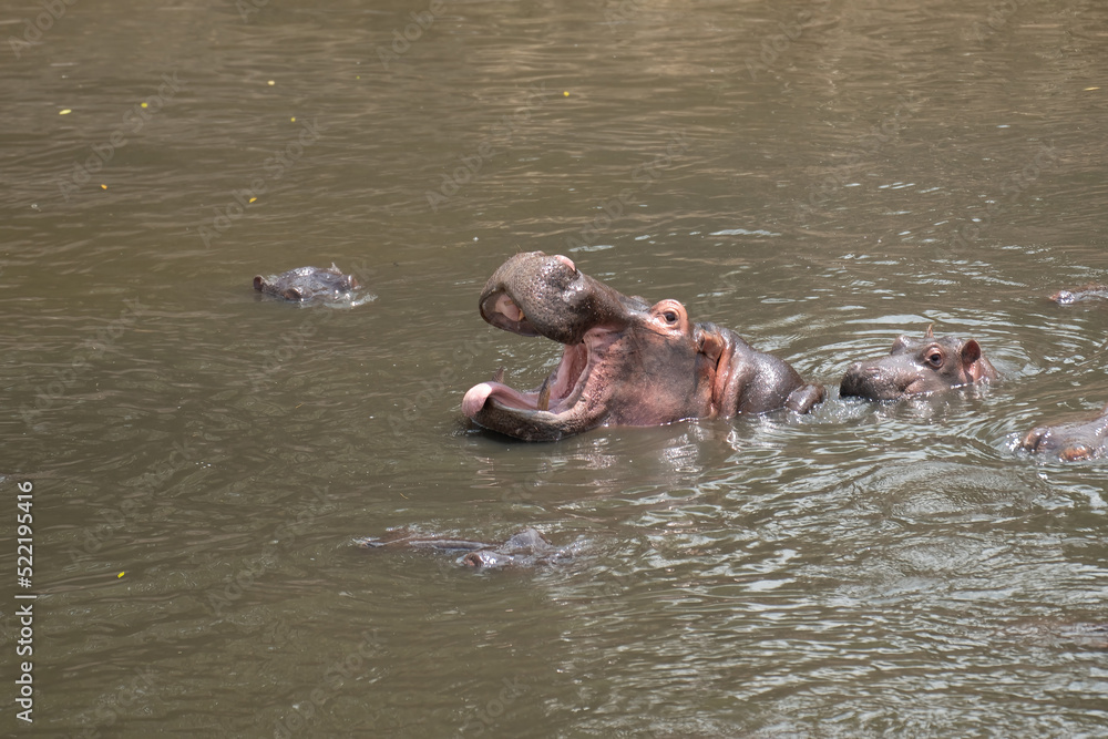 a herd of hippos floating in the river at sunset a herd of hippos floating in the river at sunset