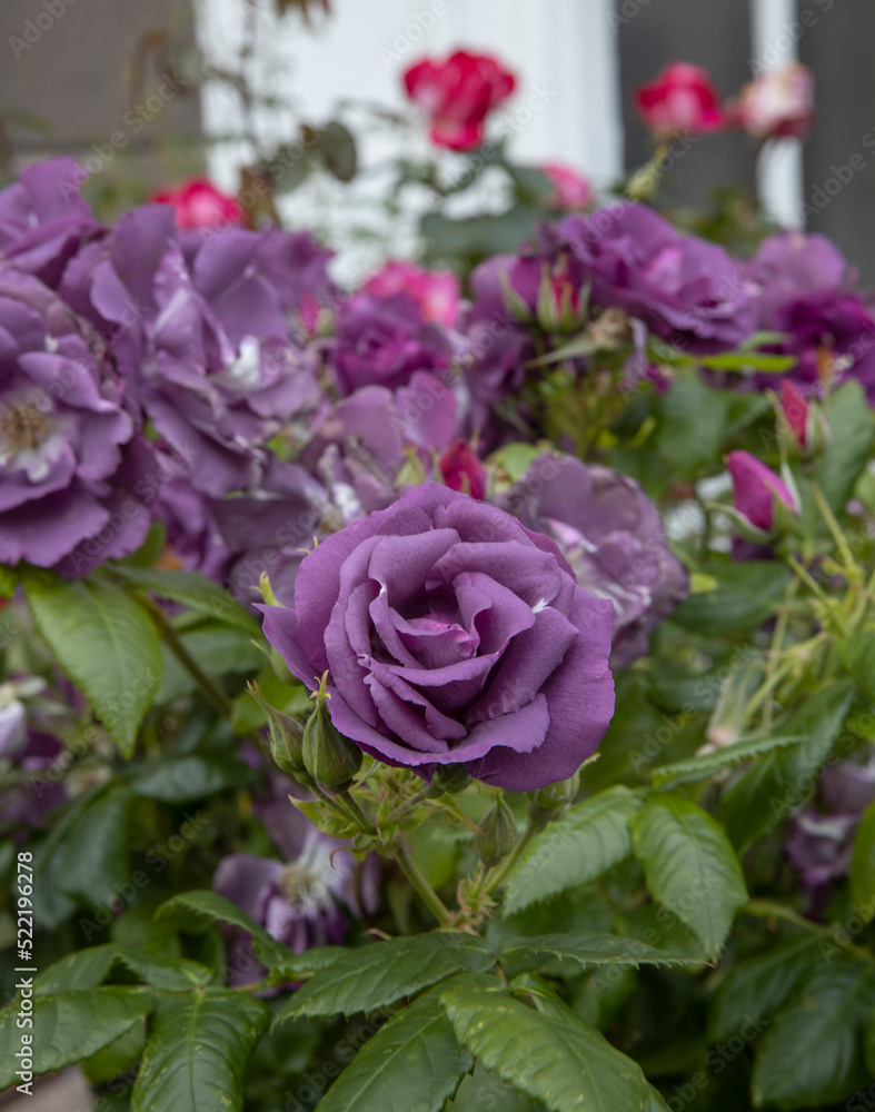 roses, wales, england, uk, great brittain, aberystwyth, ceredigion, roses, wales, england, uk, great brittain, aberystwyth, ceredigion,
