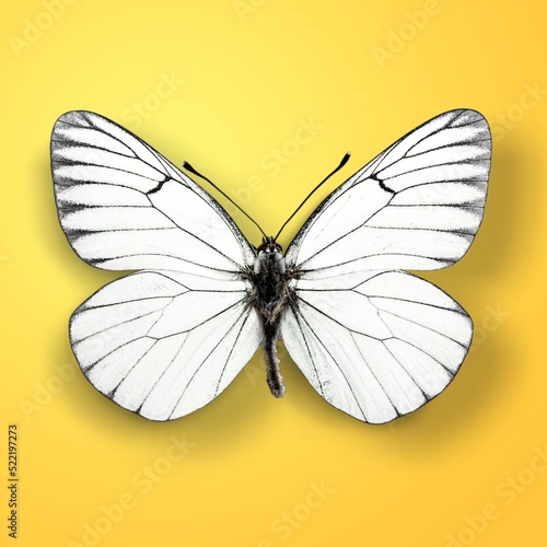 Beautiful natural butterflies on color background