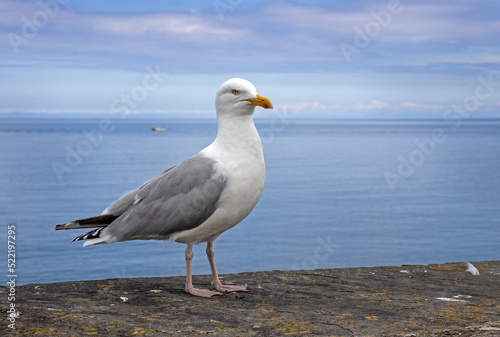 Seagull, Coast, sea, New Quay, Wales, UK, England, Great Brittain, bird, 