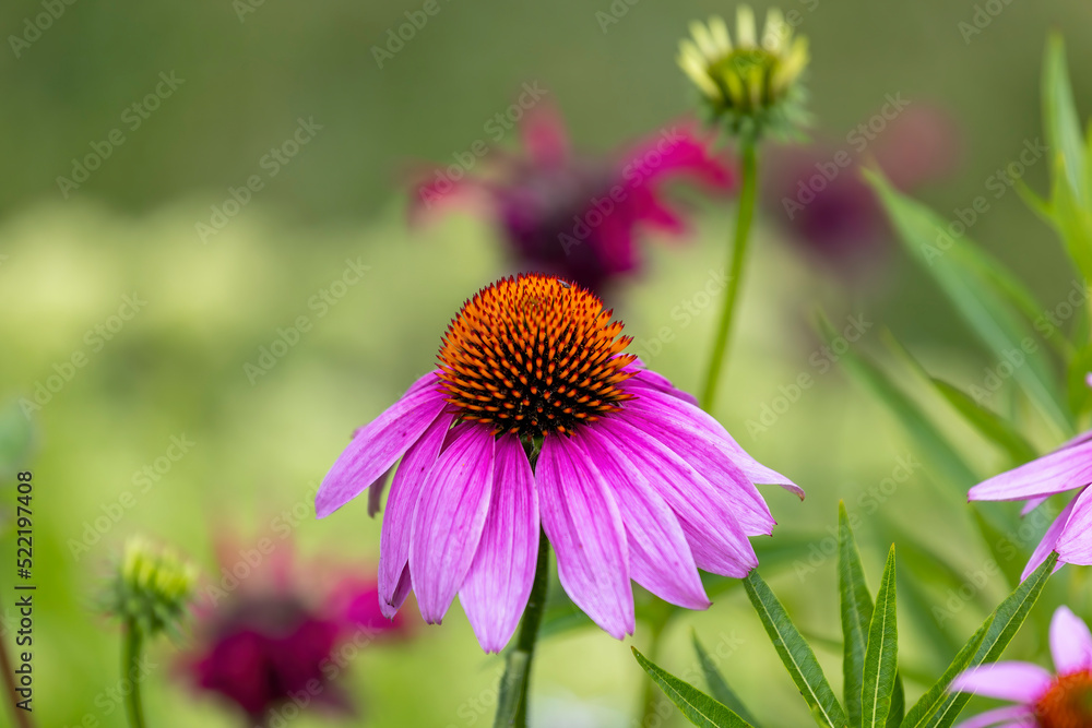 Flowers which are commonly called coneflowers (Echinacea). The pale purple coneflower, a threatened species in Wisconsin, is a native species Flowers which are commonly called coneflowers (Echinacea). The pale purple coneflower, a threatened species in Wisconsin, is a native species