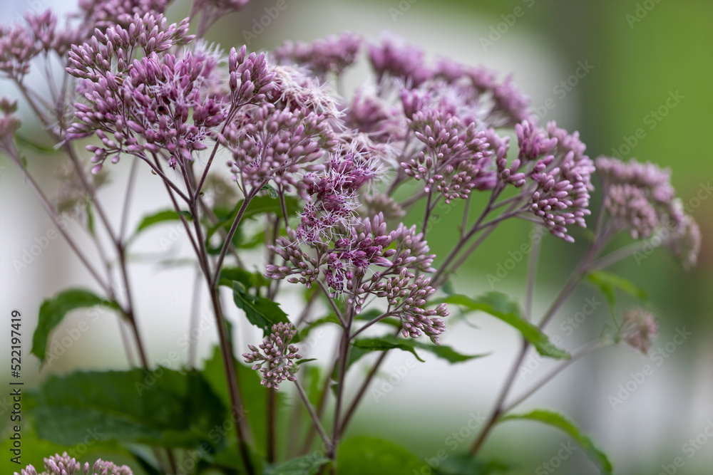 Joe-Pye weeds ( Eutrochium ) are native plant to the United States and Canada Joe-Pye weeds ( Eutrochium ) are native plant to the United States and Canada