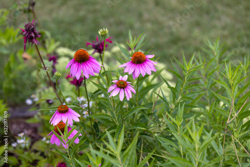  Flowers which are commonly called coneflowers (Echinacea). The pale purple coneflower, a threatened species in Wisconsin, is a native species