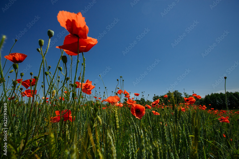 Obraz premium a field of red poppies on a sunny summer day