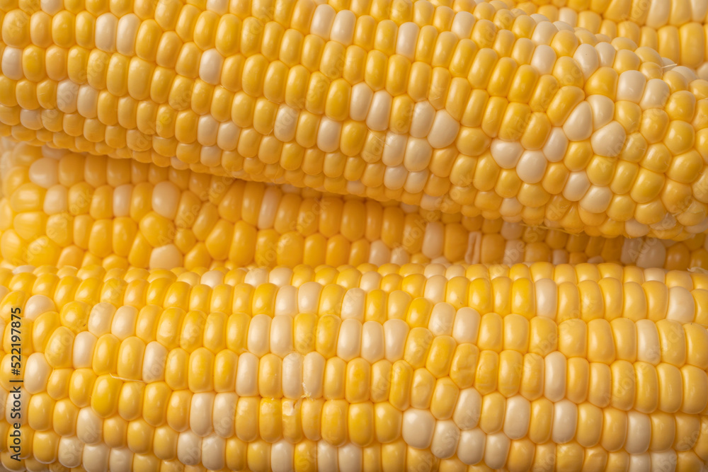 Yellow corn isolated on white background. Copyspace. Yellow corn isolated on white background. Copyspace.