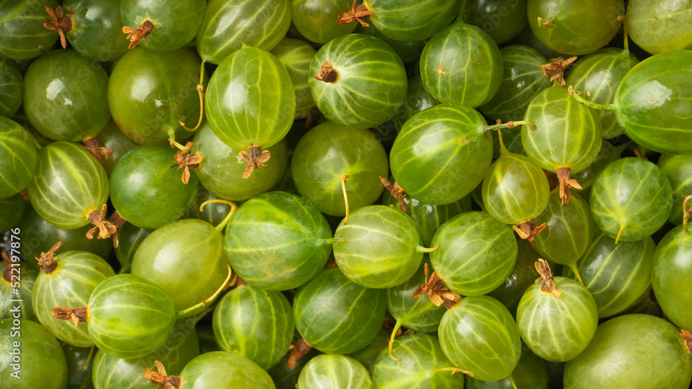 A group of gooseberries isolated on a white background. A group of gooseberries isolated on a white background.