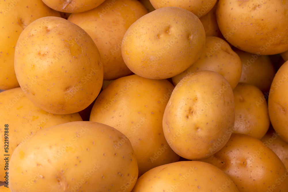 A group of fresh tasty potato as background. A group of fresh tasty potato as background.