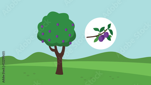 Plum tree in the garden, illustration