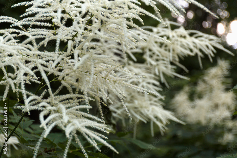 Aruncus dioicus, known as goat's beard, buck's-beard or bride's feathers, a flowering herbaceous perennial plant Aruncus dioicus, known as goat's beard, buck's-beard or bride's feathers, a flowering herbaceous perennial plant