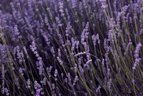 Lavender flower field, blooming purple lavender flowers. Growing lavender swaying in the wind, harvest, perfume ingredient. Selective focus on purple lavender flowers