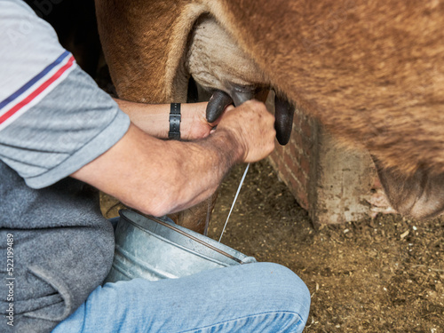 Experienced dairy farmer man milking a cow for milk © GERMAN
