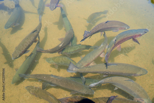 Obraz na plátne trout fish in an artificial pond in a farm