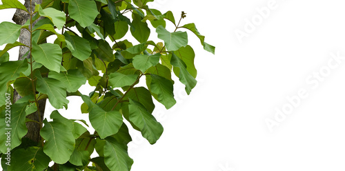 Foto Isolated tectona grandis or teak branches and tree with clipping paths