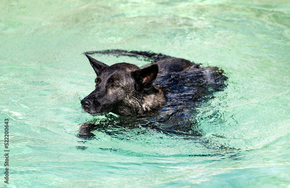 Obraz premium swimming Dutch Shepherd