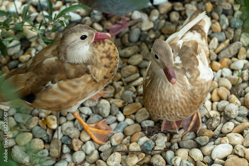 Pair of colorful mandarin ducks