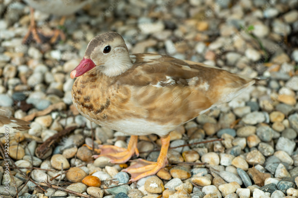 Portrait - detail of mandarin duck Portrait - detail of mandarin duck