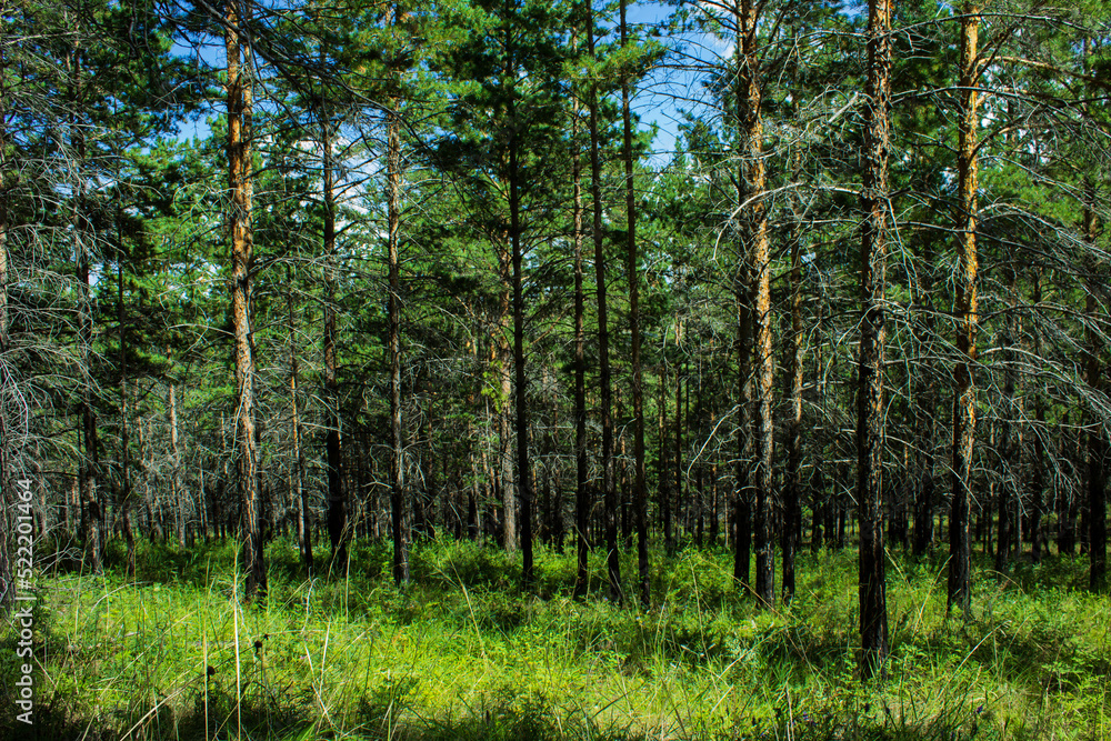 Obraz premium New pine tree forest on mountain 