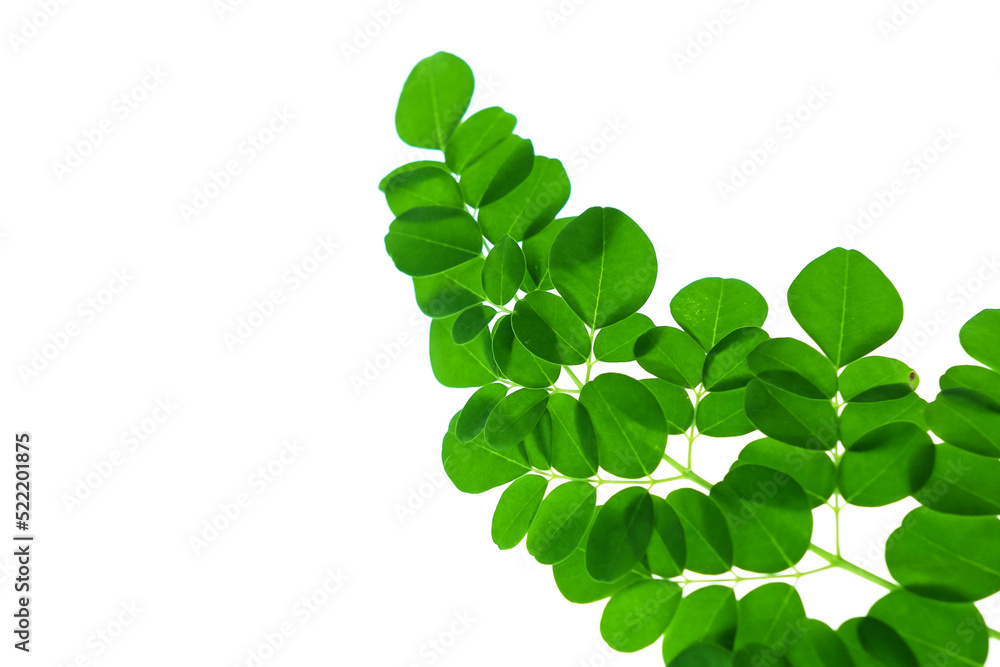 Moringa leaves or Moringa plant isolated on a white background, Moringa leaves have medicinal properties and are processed as food ingredients Moringa leaves or Moringa plant isolated on a white background, Moringa leaves have medicinal properties and are processed as food ingredients
