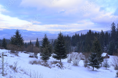 Fir trees and snow in the Carpathian Winter
