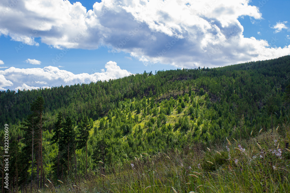 Panoramic view of mixed woodland birch, spruce, pine trees in summer Panoramic view of mixed woodland birch, spruce, pine trees in summer